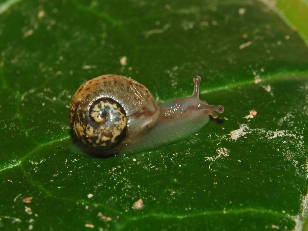 Una chiocciolina ateniese